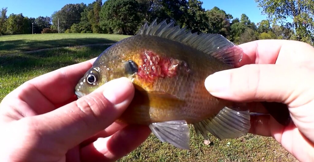 How to Catch a Big Buffalo Fish from the Bank, Joining a Fishing Club &  Fishing with Gulp Larva, my Smallest Fishing Lure - Realistic Fishing