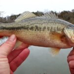Bass Fishing with a Spinner Catching Bass in Shallow Water - Realistic Fishing