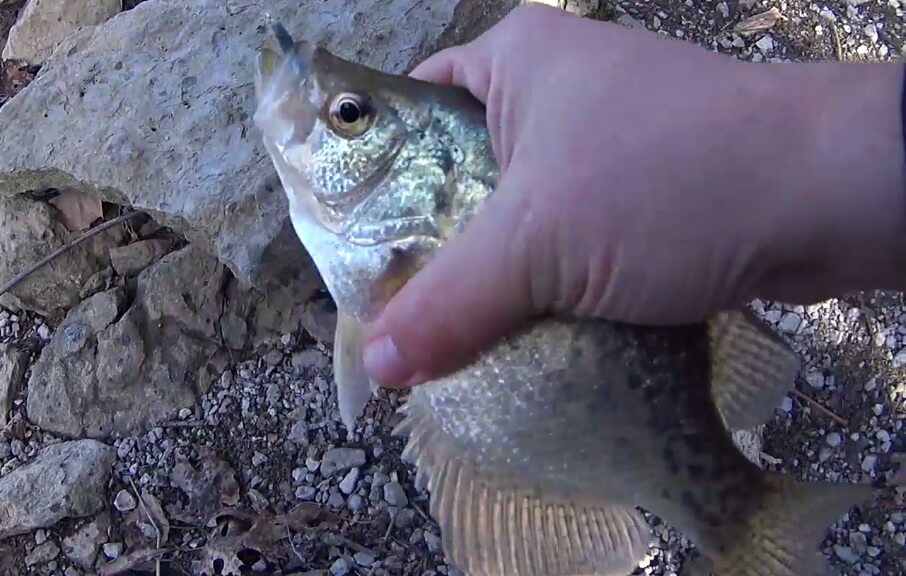 Crappie and Bluegill Fishing From the Bank Winter Fishing at The Log - Realistic Fishing