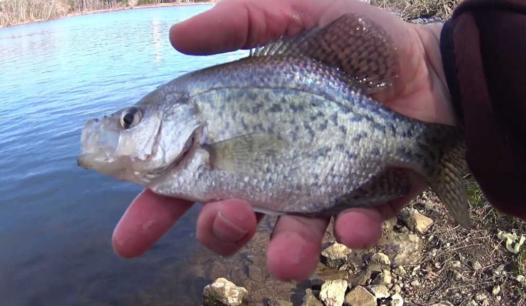 Winter Deep Water Crappie & Bluegill Fishing from the Bank - Realistic Fishing