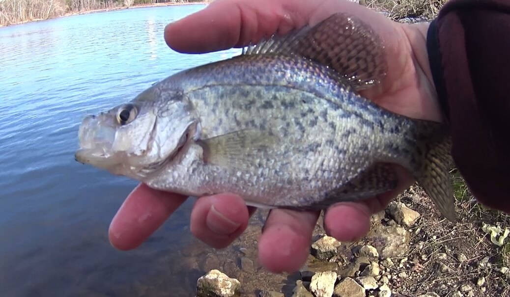 Deep Water Crappie and Bluegill Fishing from the Bank - Realistic Fishing