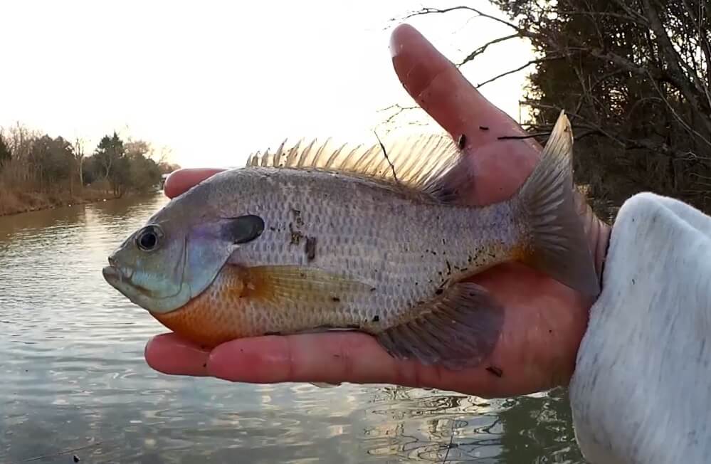 Fishing for Bass and Bluegill at the Park Bass Season is Starting - Realistic Fishing