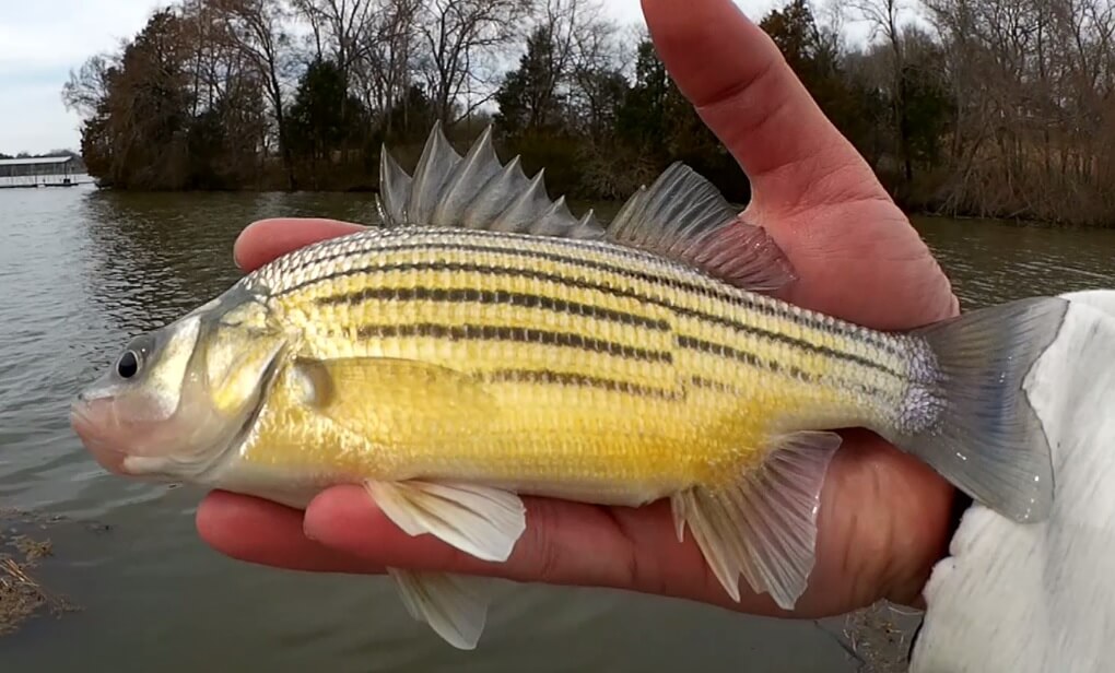 Fishing for a Different Kind of Bass Yellow Bass at Skeletor Park - Realistic Fishing