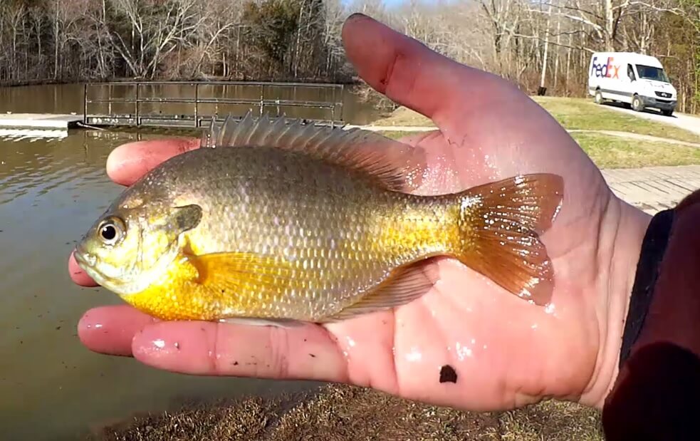 Float Fishing at the Boat Launch Finding Fish in Cold Muddy Water - Realistic Fishing