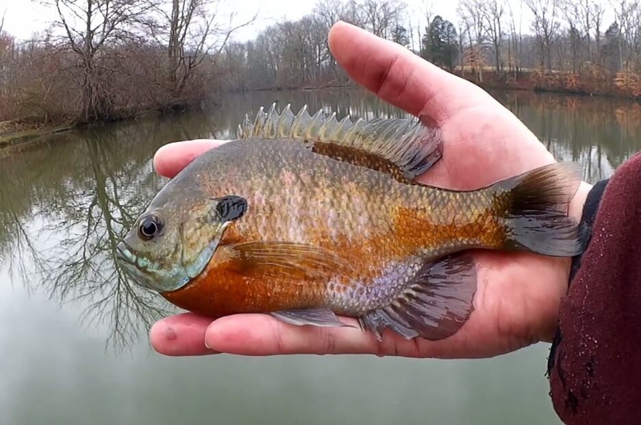 Cheap and Easy Fishing How to Catch Big Bluegill on Artificial Lures - Realistic Fishing