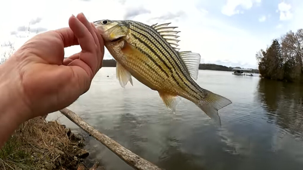 Did some micro fishing today with a trout magnet and mini magnet