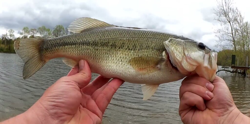 Bass Fishing Which Lure Catches Big Fish Crankbait vs Creature Bait - Realistic Fishing