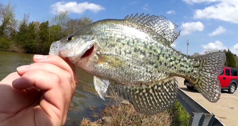 Spring Bass Fishing With a Texas Rig Brush Hog, Crappie & Bluegill Fishing From the Bank & Bass