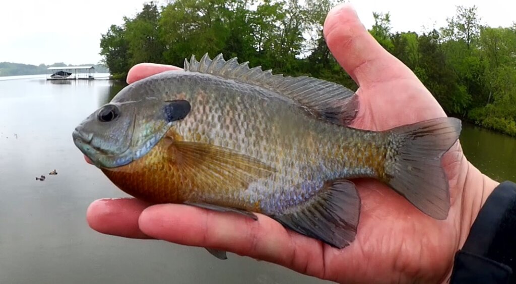 Can't Catch Bass? Fish for Bluegill! Bluegill Fishing for the Haters & Easy  Bass Fishing Lure for Bank Fishing a Texas Rig - ZOOM Speed Craw -  Realistic Fishing