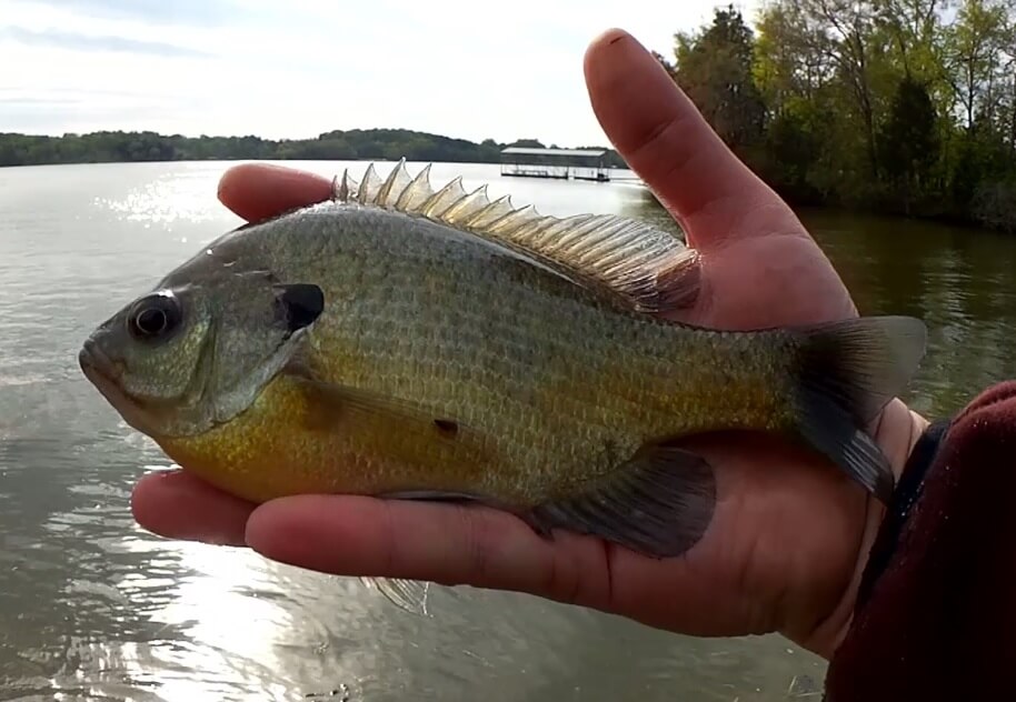 Can't Catch Bass? Fish for Bluegill! Bluegill Fishing for the