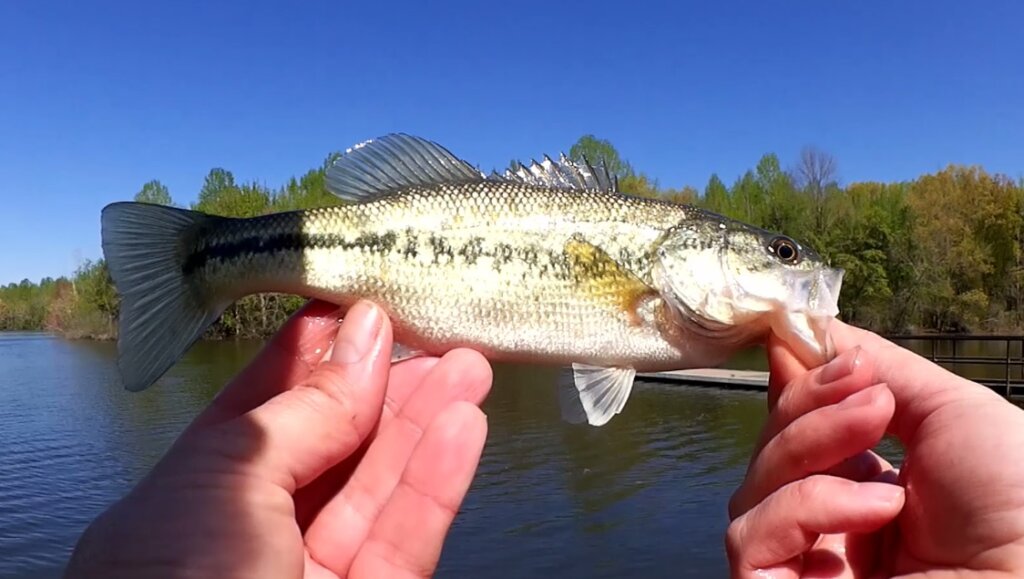 Easy Bass Fishing Lure for Bank Fishing a Texas Rig ZOOM Speed Craw - Realistic Fishing