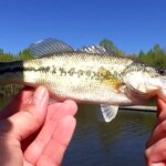 Easy Bass Fishing Lure for Bank Fishing a Texas Rig ZOOM Speed Craw - Realistic Fishing