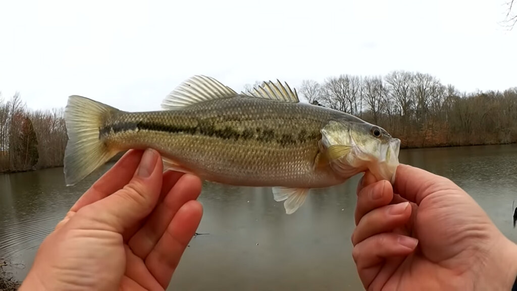 Texas Rig Fishing for the Biggest Bass of the Year! RAGE CRAW BASS 