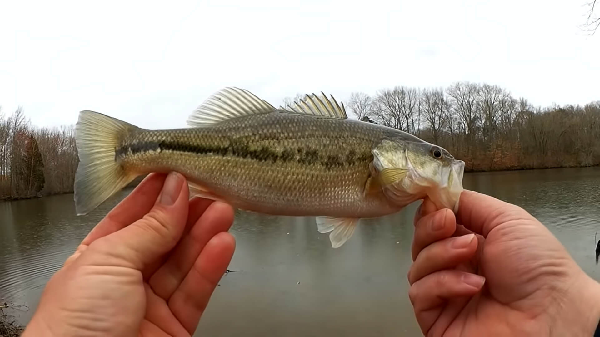 First Baitcaster Bass this Year Spring Bass Fishing With a Rage Craw - Realistic Fishing