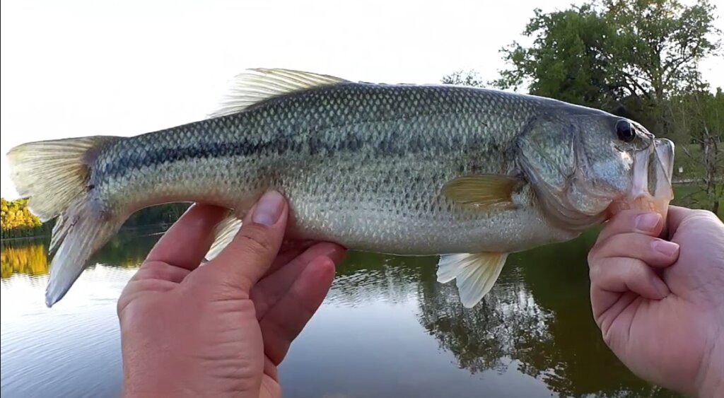 Fishing for Bass and Bluegill Bank Fishing with a Plastic Worm and GULP - Realistic Fishing