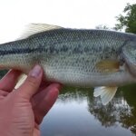 Fishing for Bass and Bluegill Bank Fishing with a Plastic Worm and GULP - Realistic Fishing
