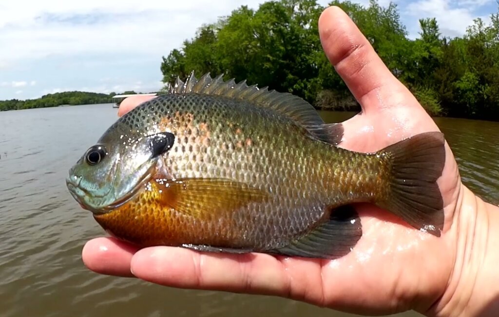 Fishing with Tiny Artificial Worms - Bluegill & Berkley GULP Alive! 