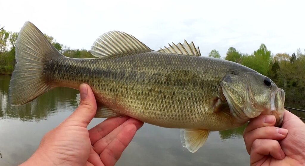 Rage Bug vs Cheap Crankbait Spring Bass Fishing Lures Comparison - Realistic Fishing