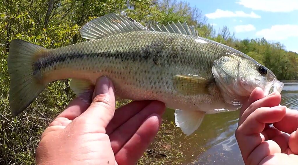 Realistic Spring Bass Fishing From the Bank with Pit Boss and Crankbait - Realistic Fishing