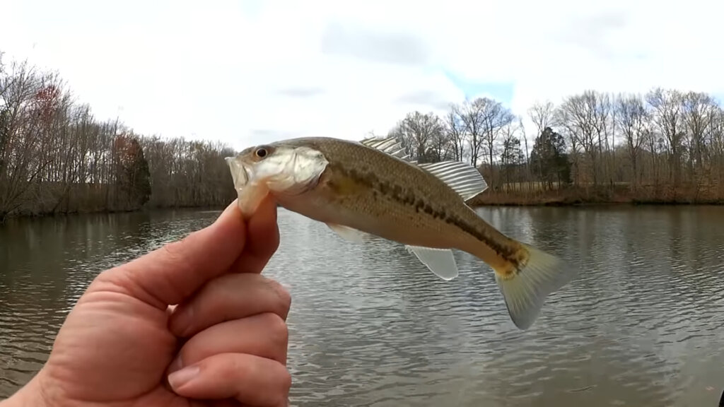 Spring Fishing with Twister Tail Grubs and The Lake FLOODED - Realistic Fishing