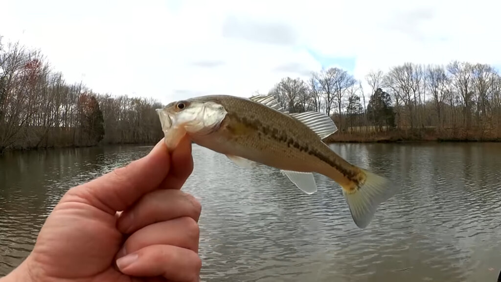 FINALLY! I Found Bass Fishing Lures on SALE at Meijer! (YES!) 