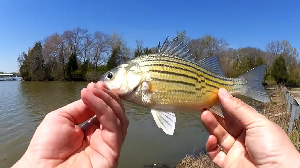 When Realistic Fishing is Catching Fish the Bass Boats Show Up - Realistic Fishing