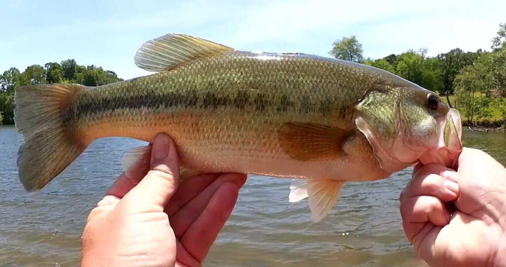 Beginner Bass Fishing with a Floating Minnow & Bass Fishing With a