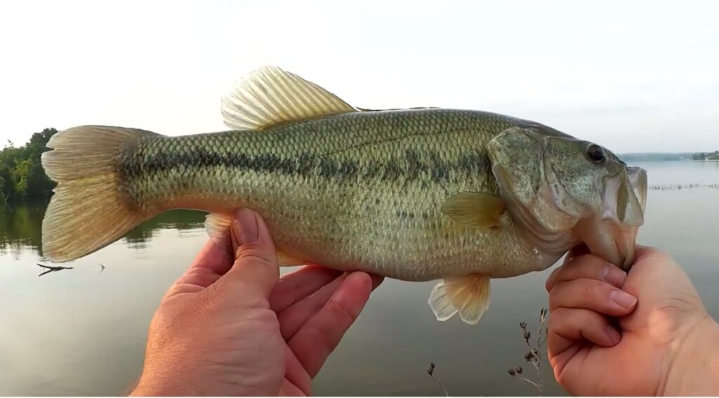 Bass Fishing With a Strike King RAGE Bug Beginner Friendly Texas Rig - Realistic Fishing