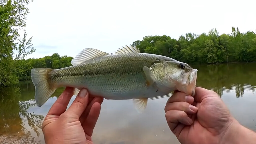 Bass Fishing with a Texas Rig Rage Craw Shallow Water Bass are Back - Realistic Fishing