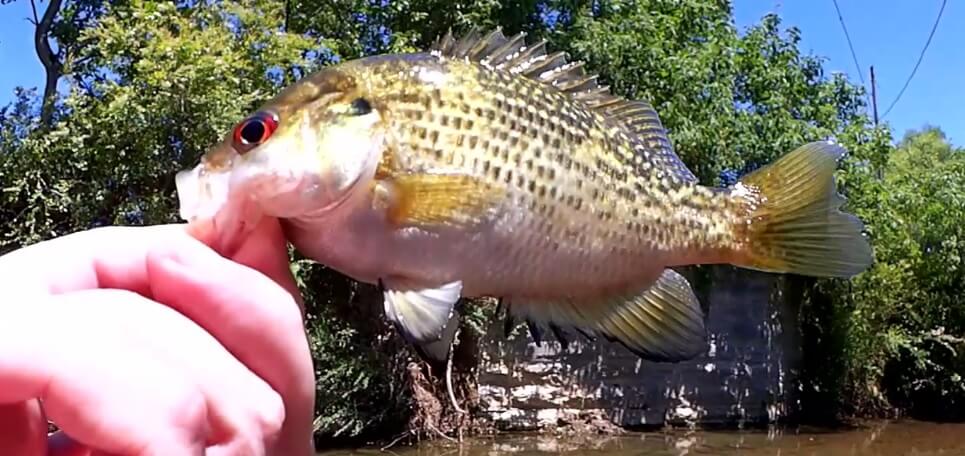 Beginner Creek Fishing Lures Creek Fishing with a Hellgrammite - Realistic Fishing