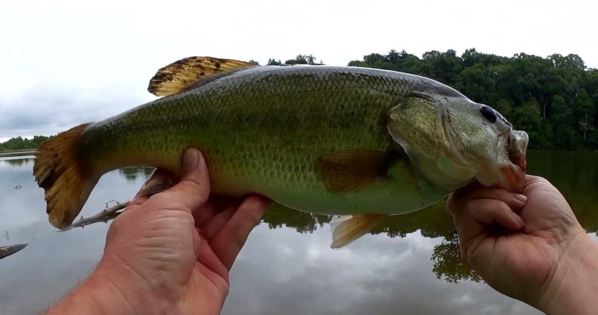 Summer Bass Fishing From the Bank & Bank Fishing for Bluegill With a Float Rig + Tiny Texas Rig