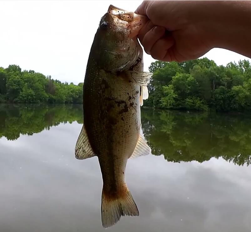 Texas Rig Bass Fishing with a YUM Christie Craw (Bank Fishing