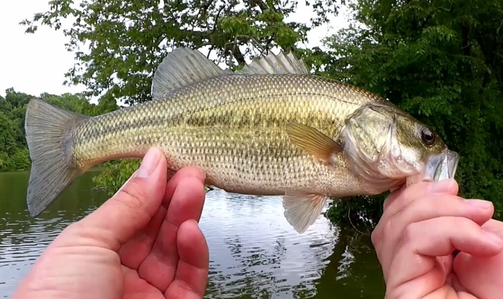 Catching a Monster Bass on a Texas Rig Worm - Realistic Fishing