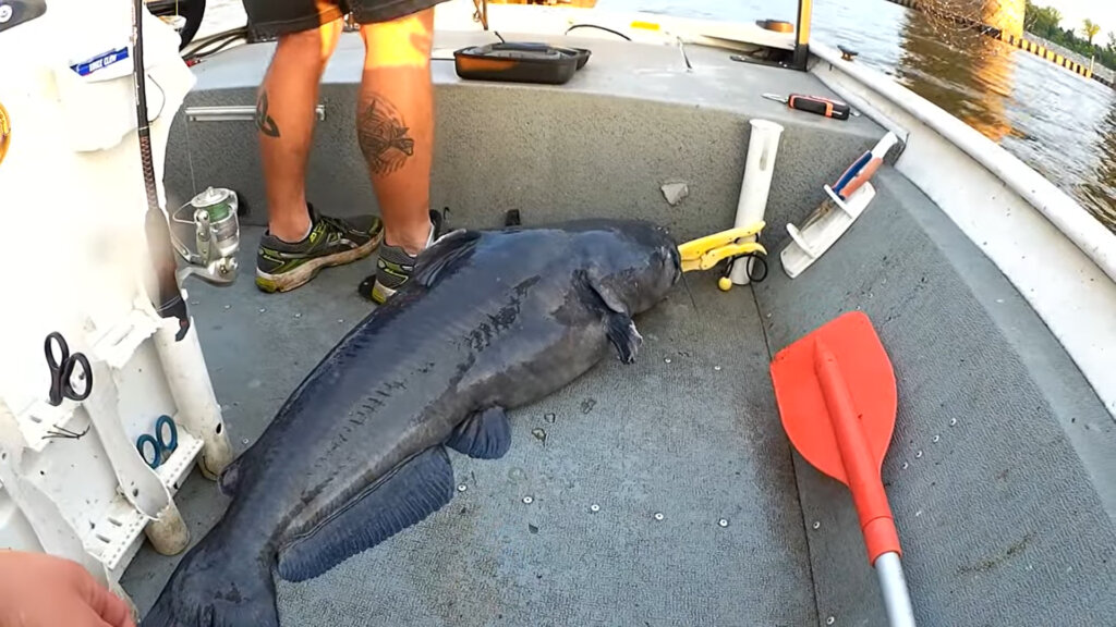 Fishing Below The Dam for a River Monster & the Biggest Fish of My