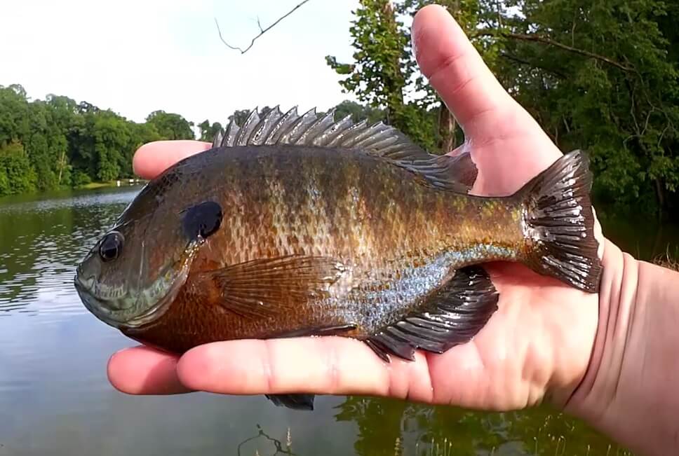 Texas Rig Bass Fishing with a YUM Christie Craw (Bank Fishing