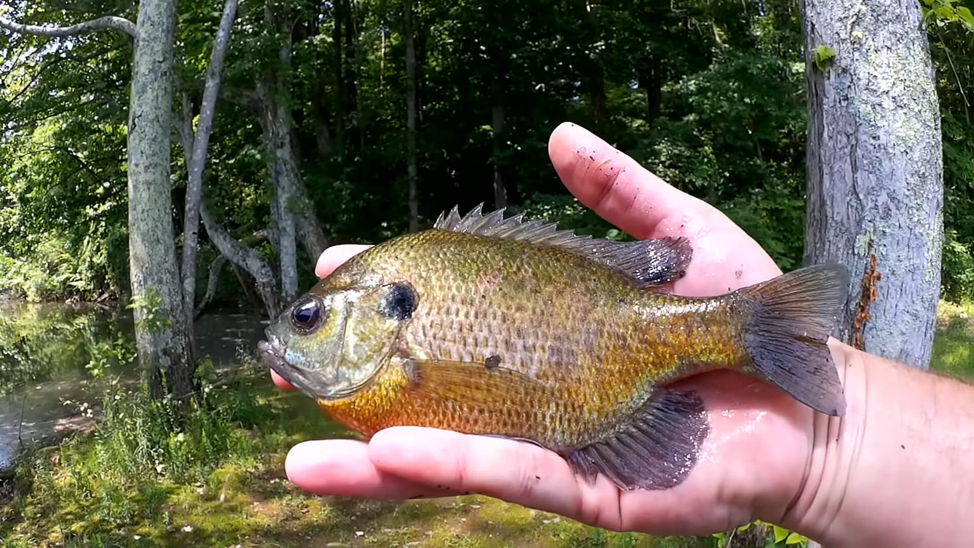 How to Catch Big Bluegill when it