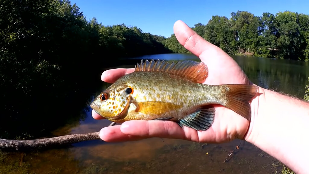 How to Catch Big Bluegill when it's Hot - Panfish Rig & Easy Bank Fishing  Tips - Realistic Fishing