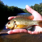 Now is Good Time to Fish For Bluegill Realistic Fishing Panfish Rig - Realistic Fishing
