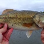 Realistic Bass Fishing with Cheap Lures from Walmart Texas Rig Craw - Realistic Fishing