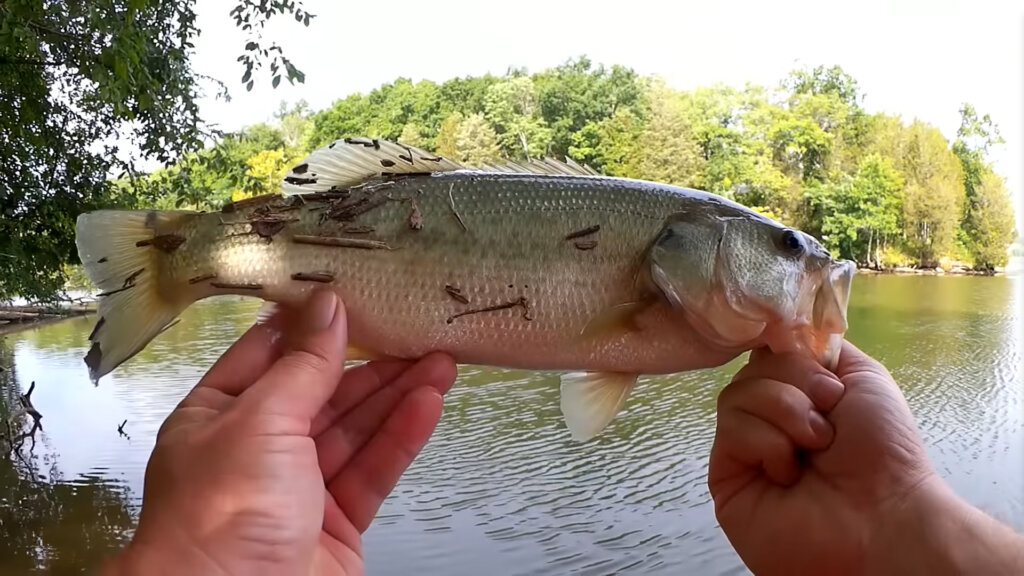 Realistic Bass and Bluegill Fishing from the Bank Lures and Live Bait - Realistic Fishing