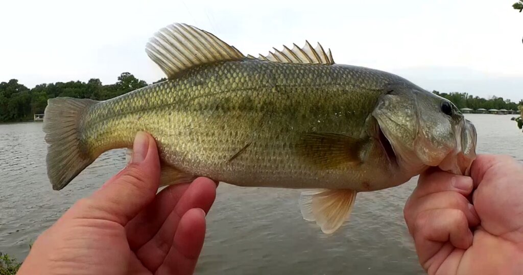 Summer Bass Fishing From the Bank Fishing Texas Rigs in Low Water - Realistic Fishing