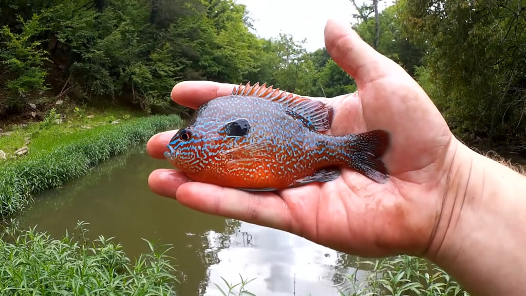 Summer Creek Fishing For Bass and Panfish Fishing with Hellgrammites - Realistic Fishing