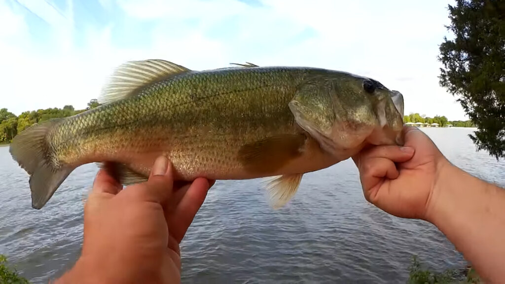 Summer Bank Fishing Tips to Catch More Bass - Realistic Fishing