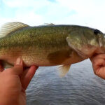 TEXAS RIG vs NED RIG Easy Bass Fishing Tips to Catch More Bass - Realistic Fishing