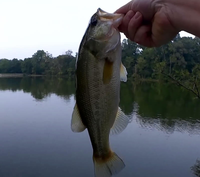 Bass Fishing with a ZMan TRD How Many Bass Can I Catch on ONE WORM - Realistic Fishing