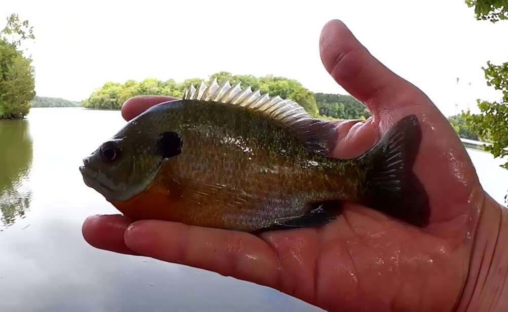 Easy Bluegill Fishing from the Bank Fishing with a Realistic Rig - Realistic Fishing