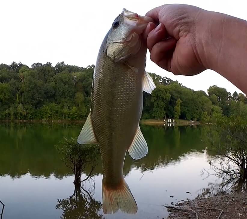 Realistic Bass Fishing from the Bank with a PowerBait Pit Boss - Realistic Fishing
