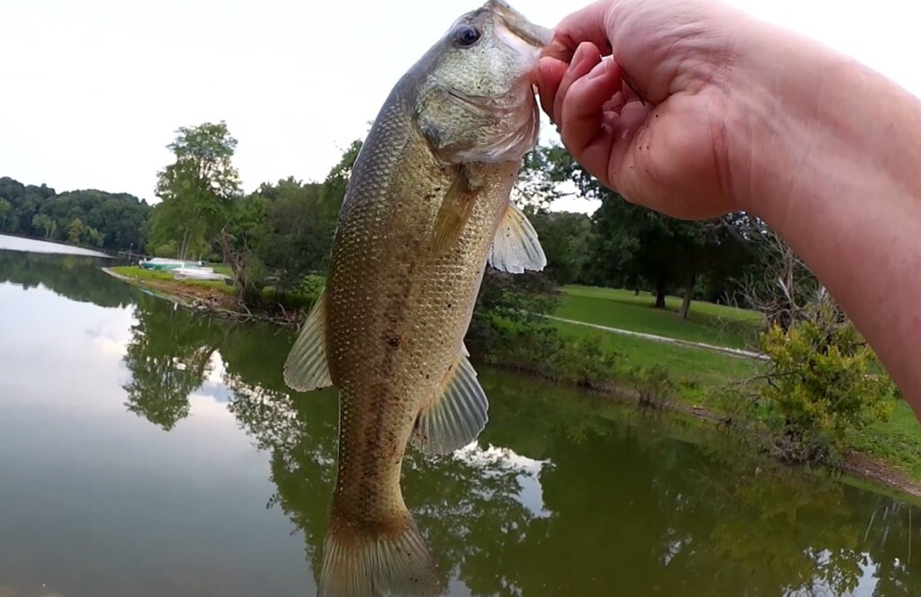 Bass and Bluegill Fishing Using the Texas Rig, Berkley Gulp