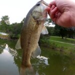 Realistic Bass Fishing with a Hilarious Lure Zman TRD Ticklerz LOL - Realistic Fishing