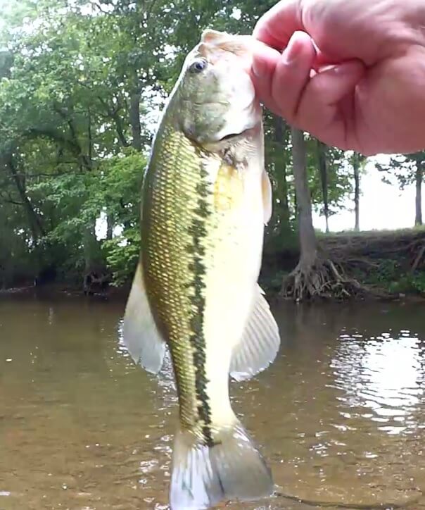 Realistic Creek Fishing Summer Creek Fishing for Bass and Panfish - Realistic Fishing